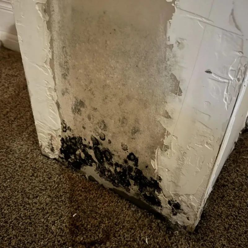 Professional Mold Removal in La Croft, OH